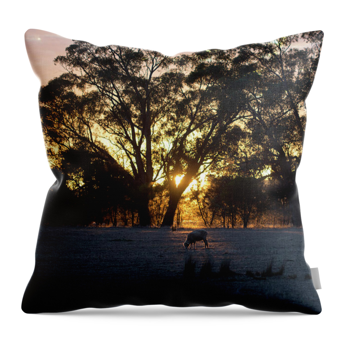 Farm Throw Pillow featuring the photograph First Light by Linda Lees