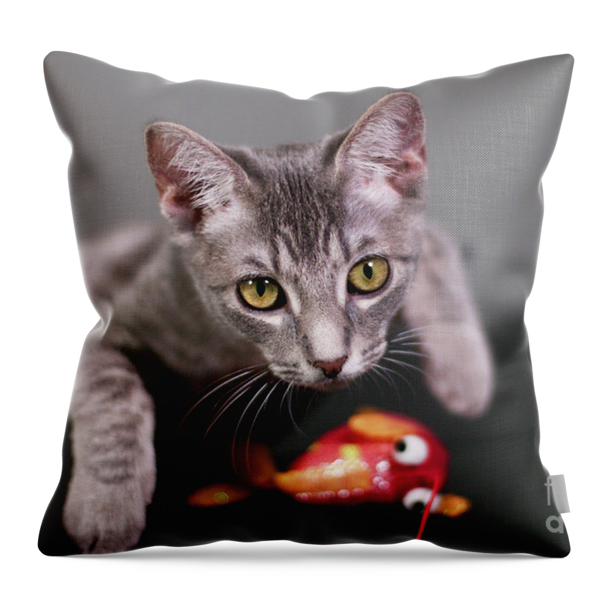 Digital Photography Throw Pillow featuring the photograph Fishing by Afrodita Ellerman