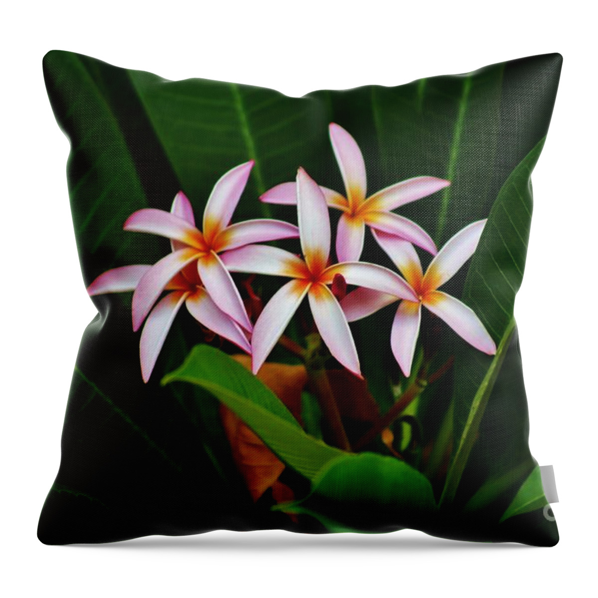 Plumeria Throw Pillow featuring the photograph Five of a Kind by Craig Wood