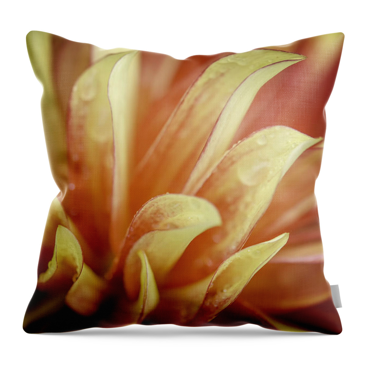 Dahlia Throw Pillow featuring the photograph Flaming Dahlia by Mary Angelini