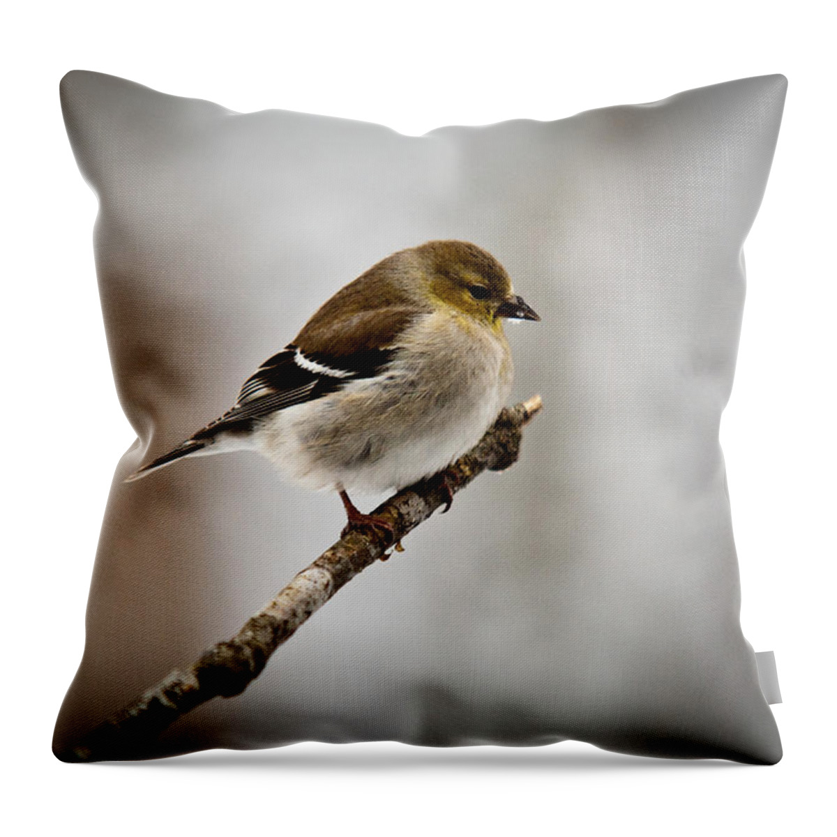 Fledging Throw Pillow featuring the photograph Fledging American Goldfinch 4 by Douglas Barnett