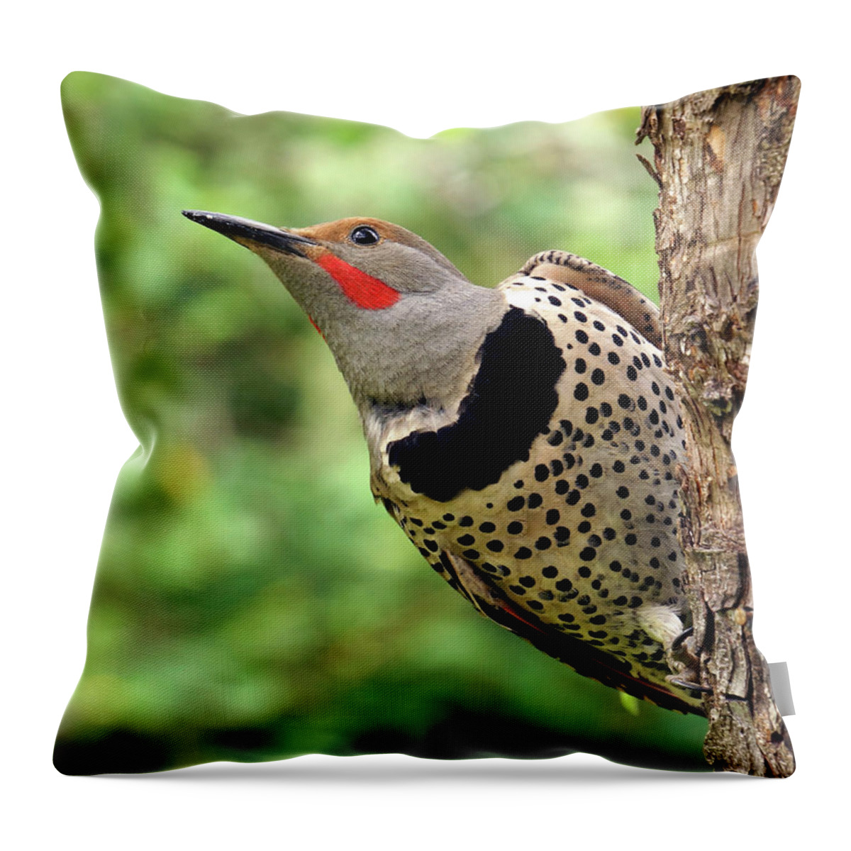 Northern Flicker Throw Pillow featuring the photograph Flicker by Inge Riis McDonald