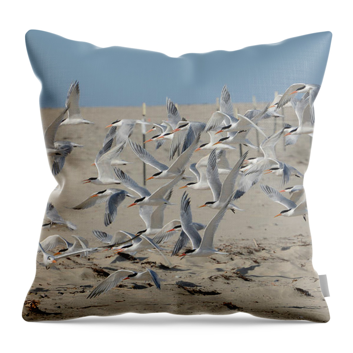 Terns Throw Pillow featuring the photograph Flight Of The Terns by Fraida Gutovich
