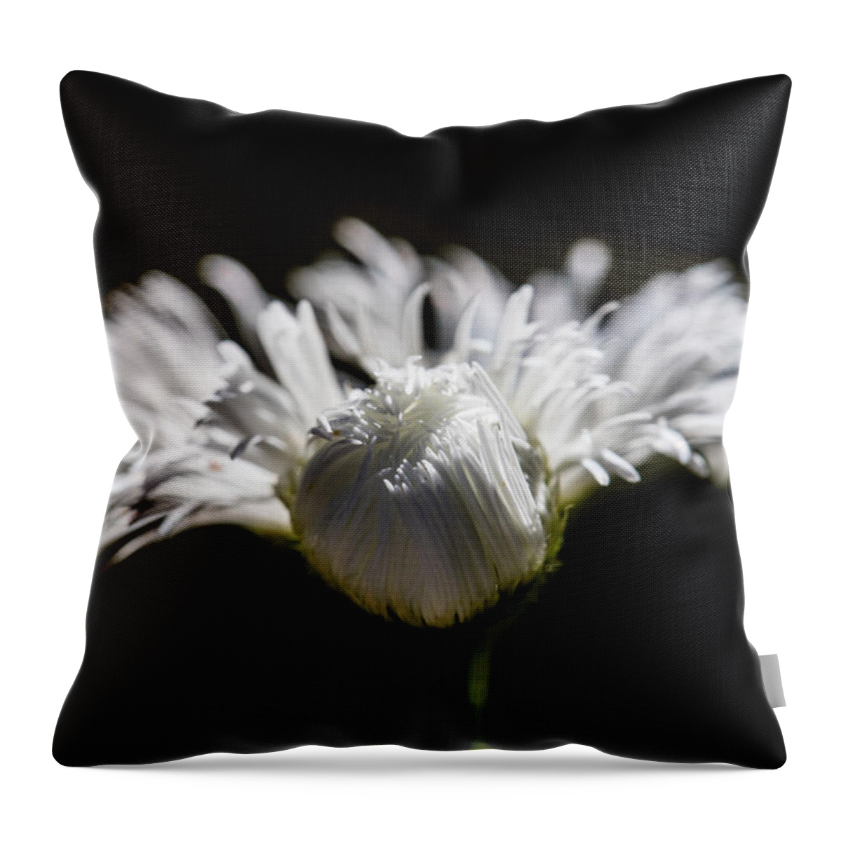 Chiaroscuro Throw Pillow featuring the photograph Floral Chiaroscuro by Steven Schwartzman