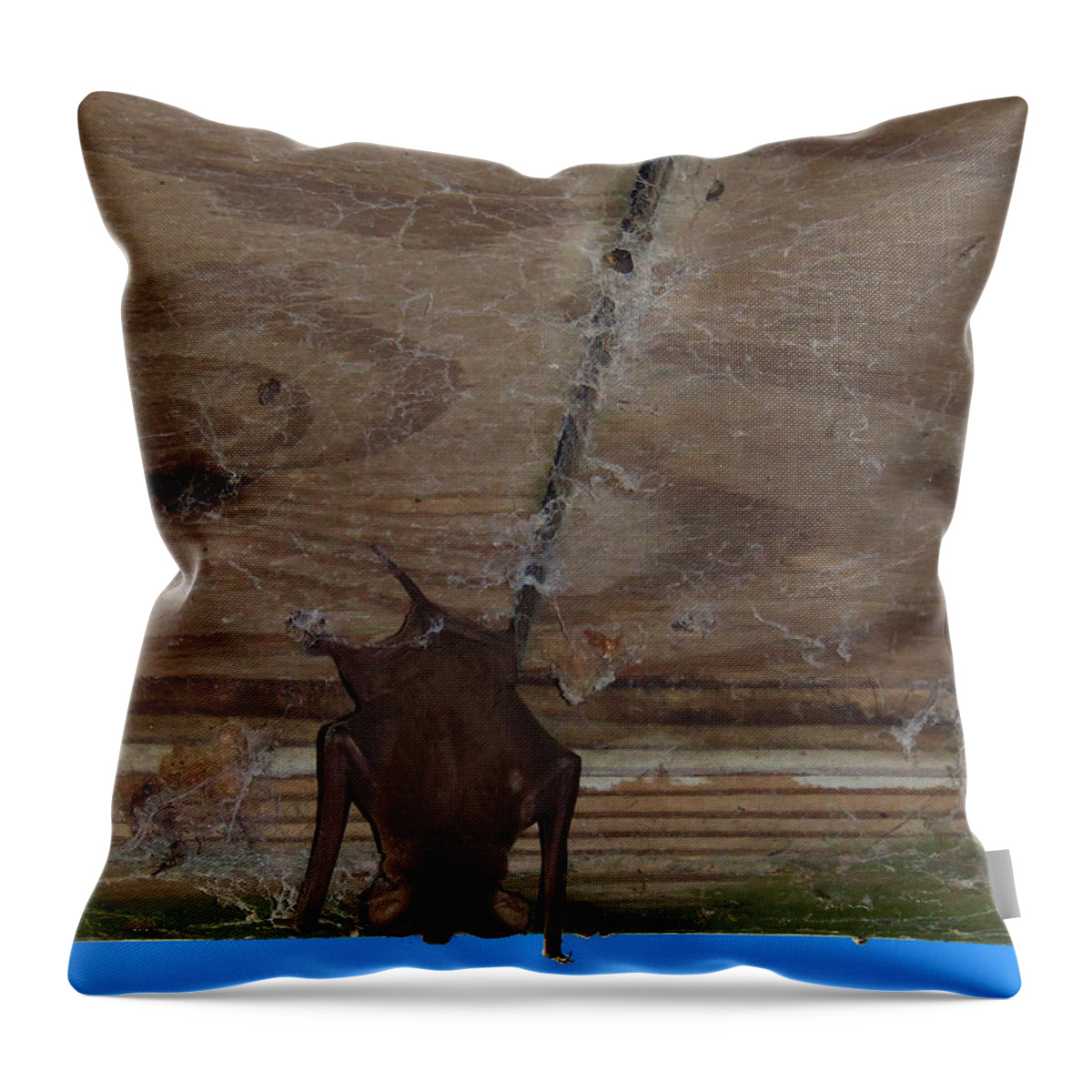 Nature Throw Pillow featuring the photograph Florida Bat 000 by Christopher Mercer
