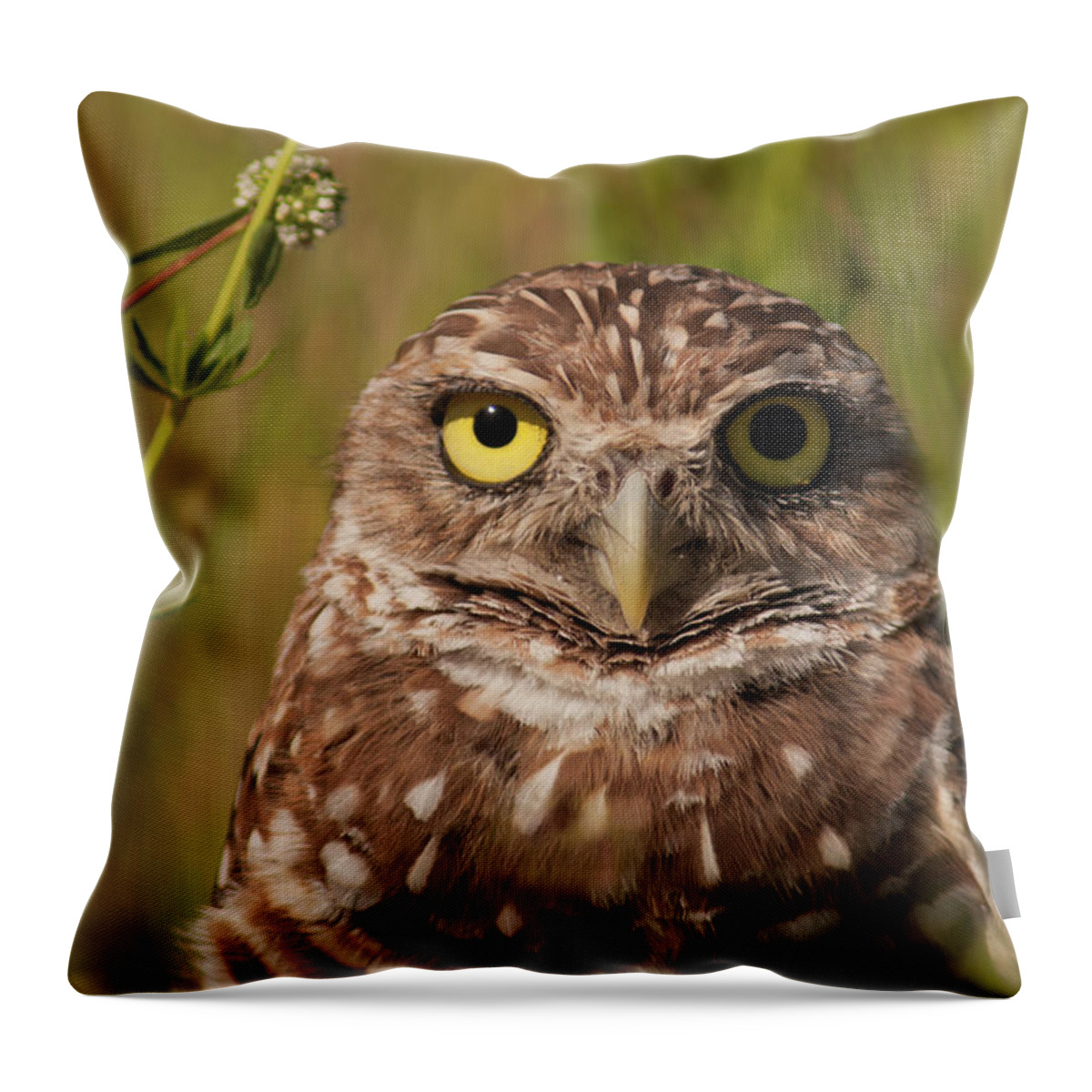 Owl Throw Pillow featuring the photograph Florida Burrowing Owl by Paul Rebmann
