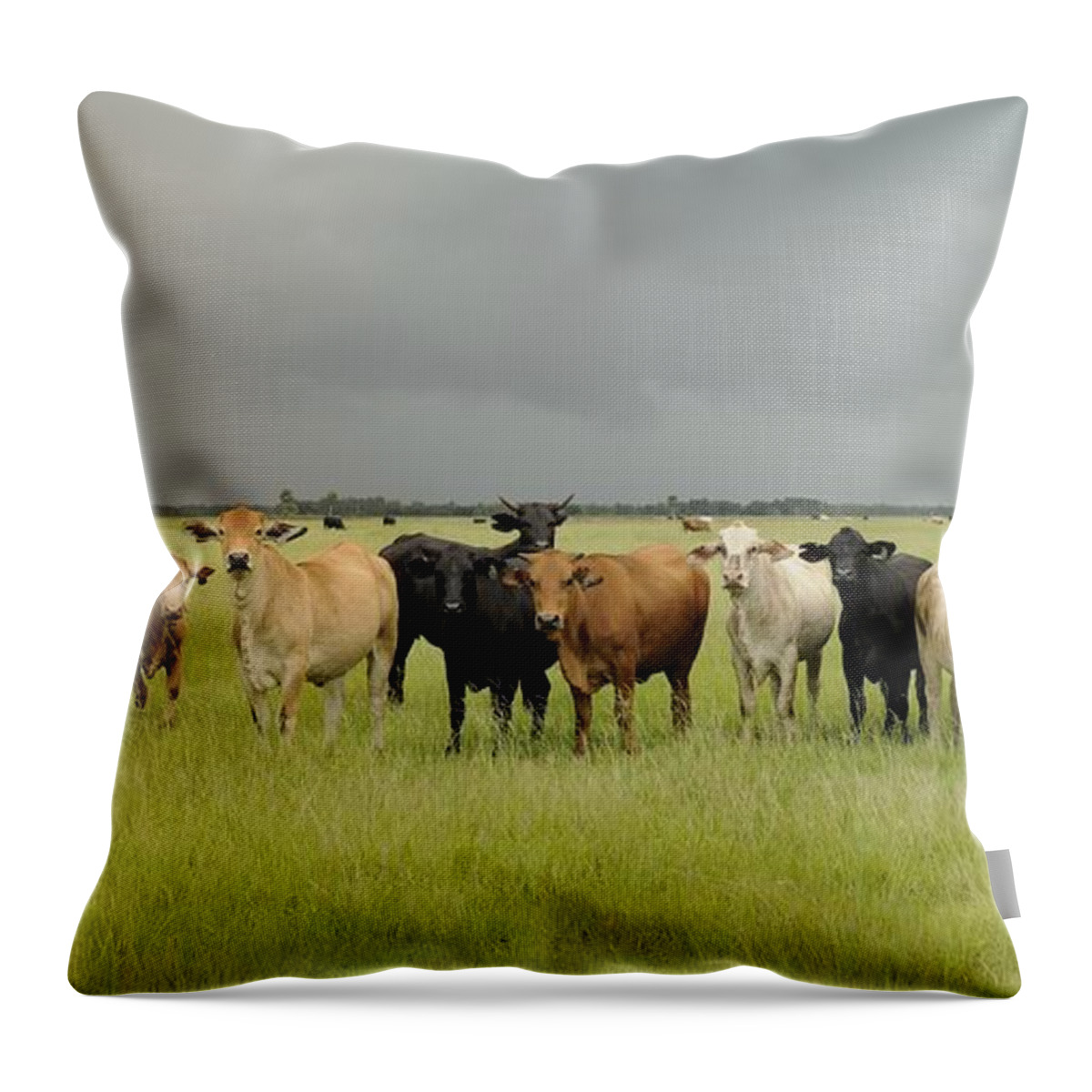 Cattle Throw Pillow featuring the photograph Florida Cattle Ranch by Bradford Martin