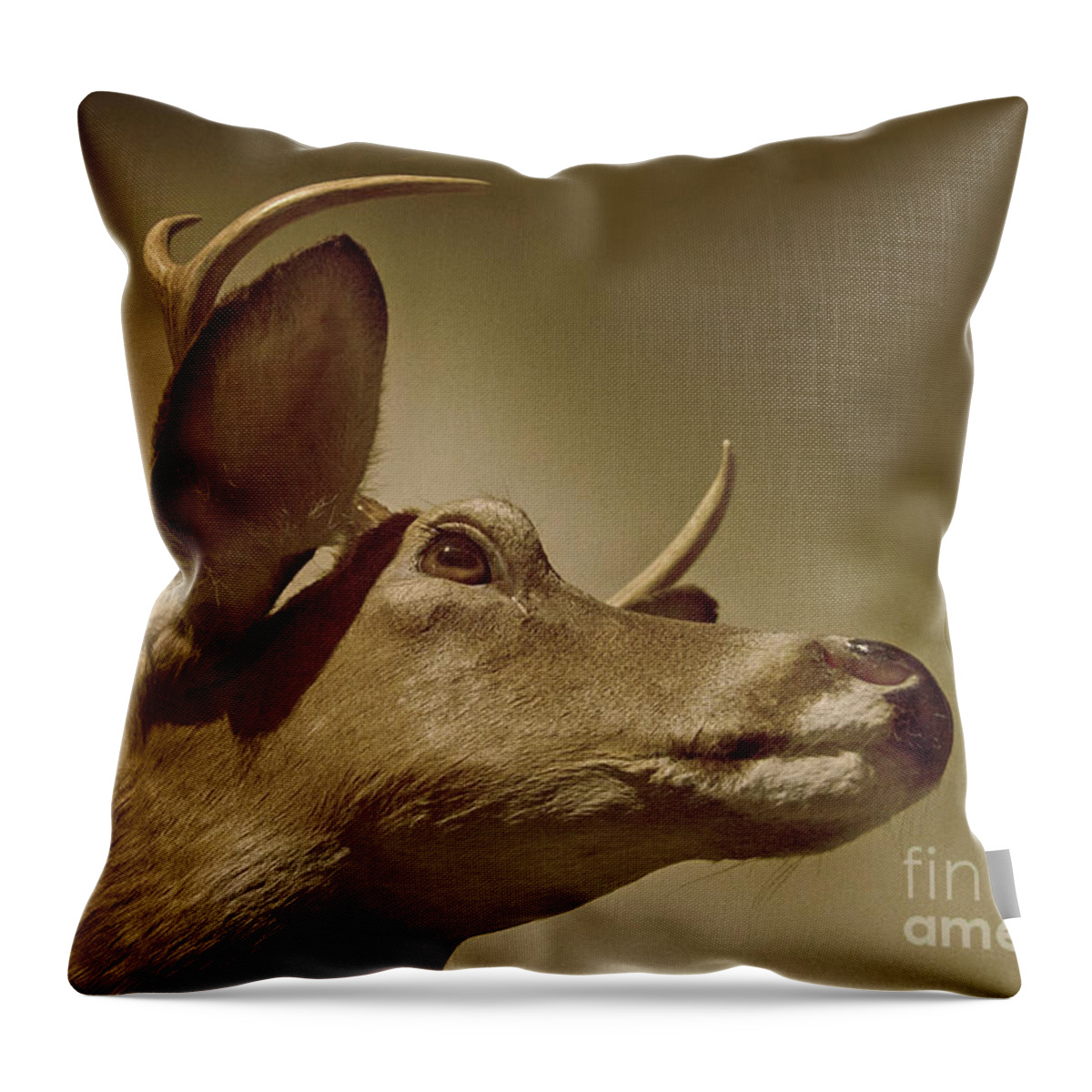 Deer Throw Pillow featuring the photograph Florida Deer by Judy Hall-Folde