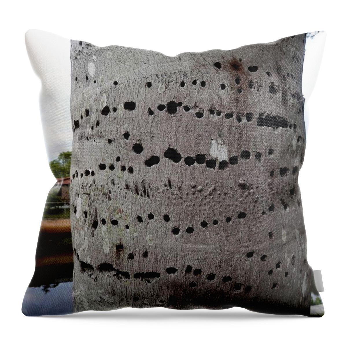 #crazy #woodpecker #holes On #palm Tree In #port Richey #florida #canal Side Throw Pillow featuring the photograph Florida Palm Pecked by Woodpecker by Belinda Lee