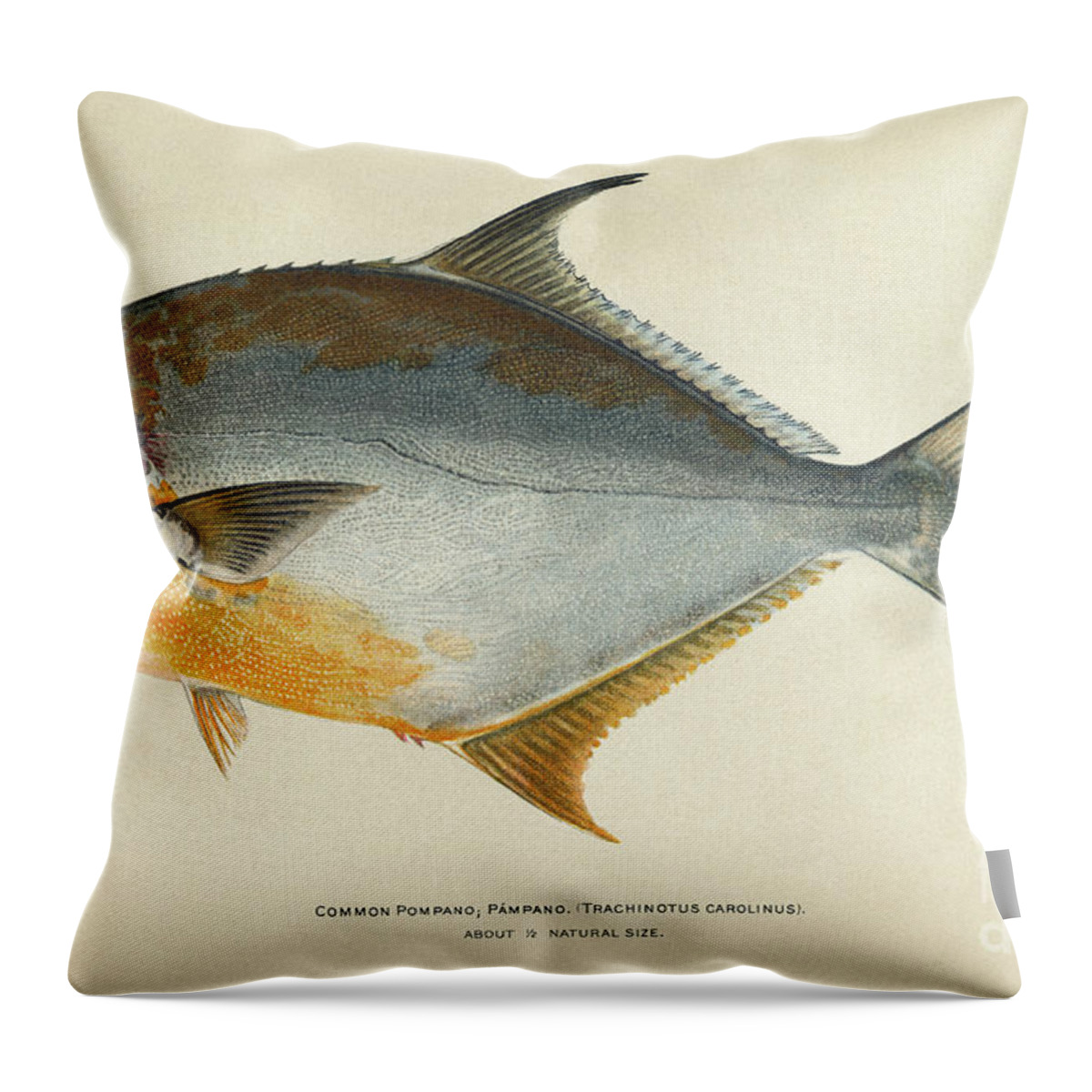 1903 Throw Pillow featuring the photograph Florida Pompano by Granger