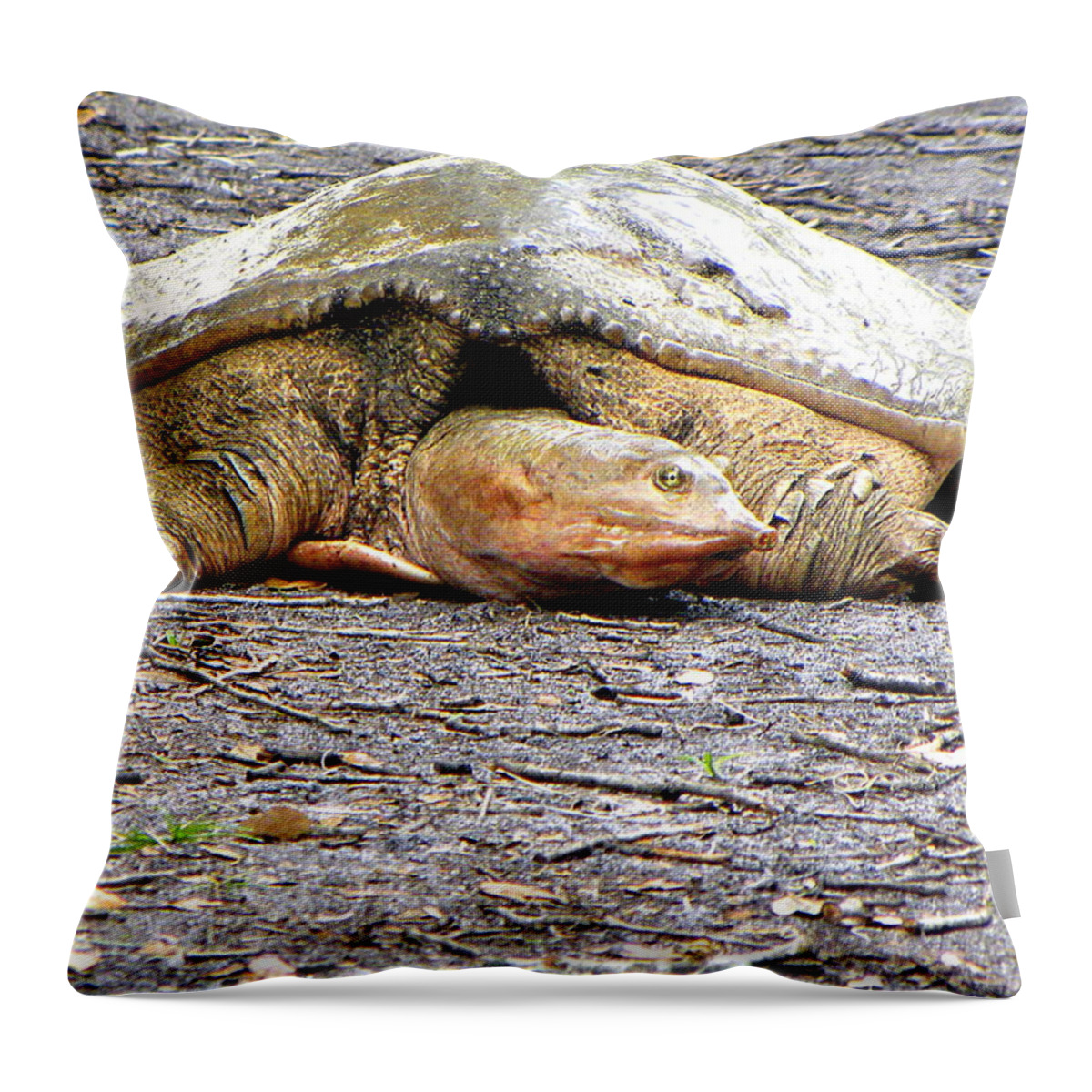 Turtle Throw Pillow featuring the photograph Florida Softshell Turtle 000 by Christopher Mercer