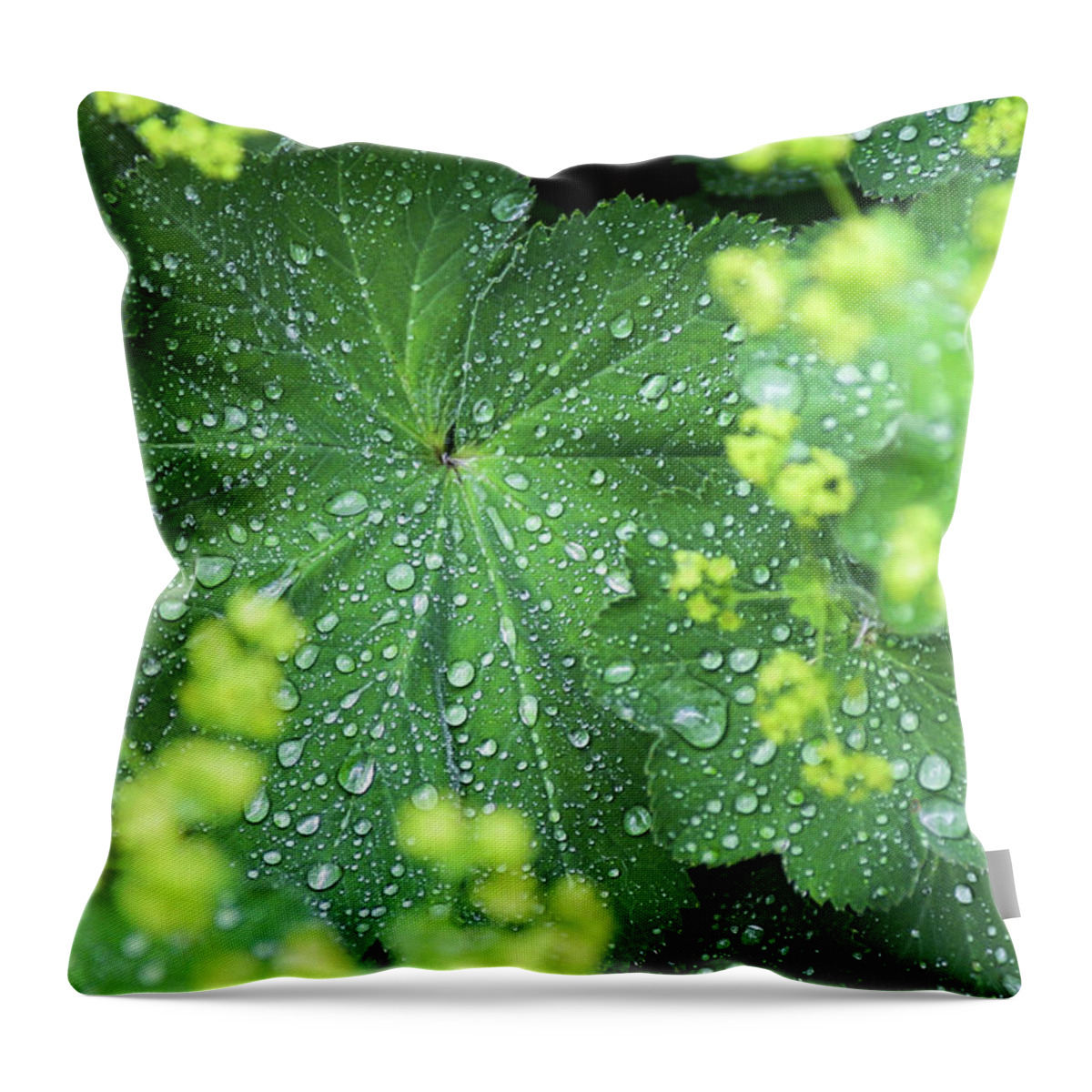 Ladys Mantle Throw Pillow featuring the photograph Flowering Lady's Mantle - by Julie Weber