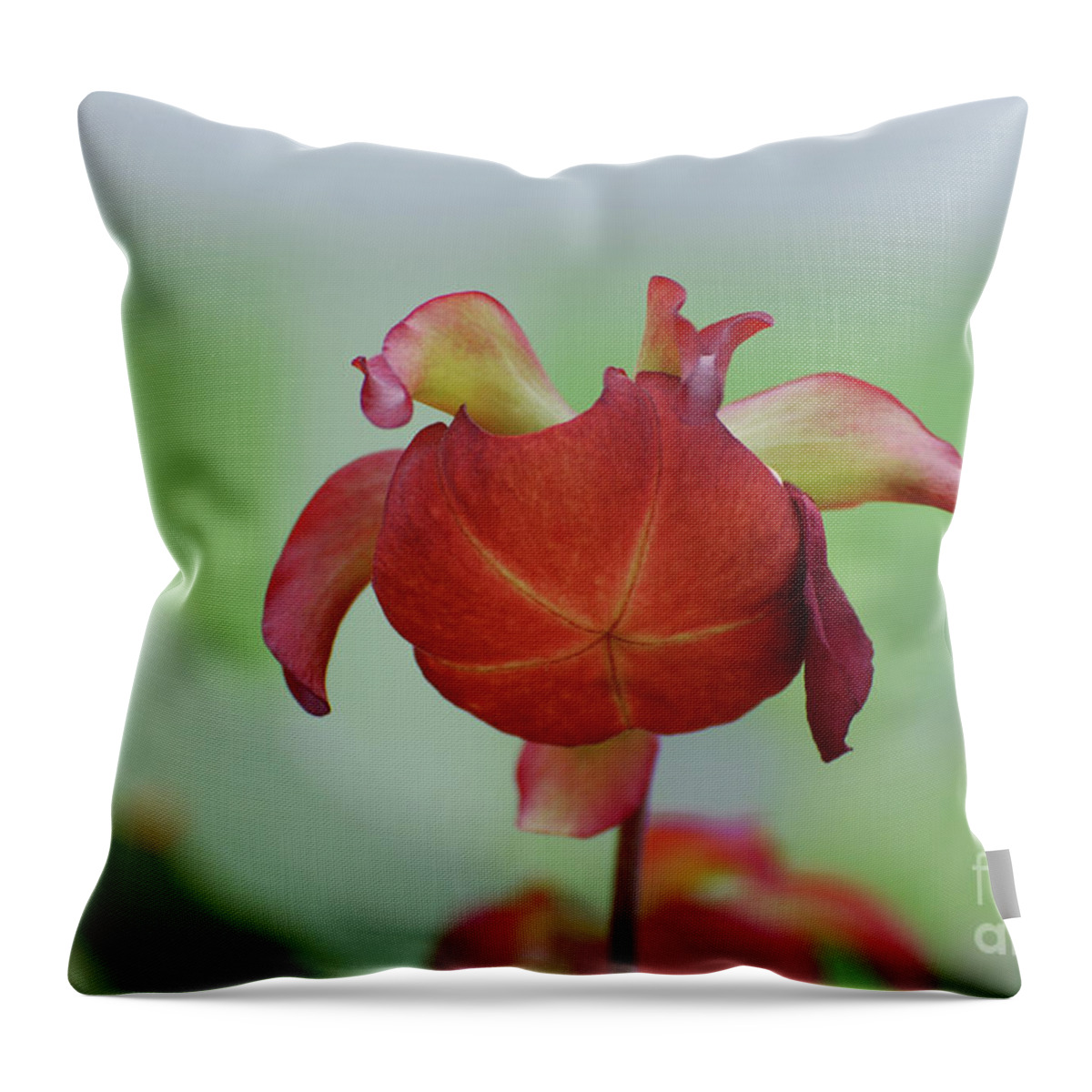 Pitcher Plant Throw Pillow featuring the photograph Flowering Red Adam's Pitcher Plant by DejaVu Designs