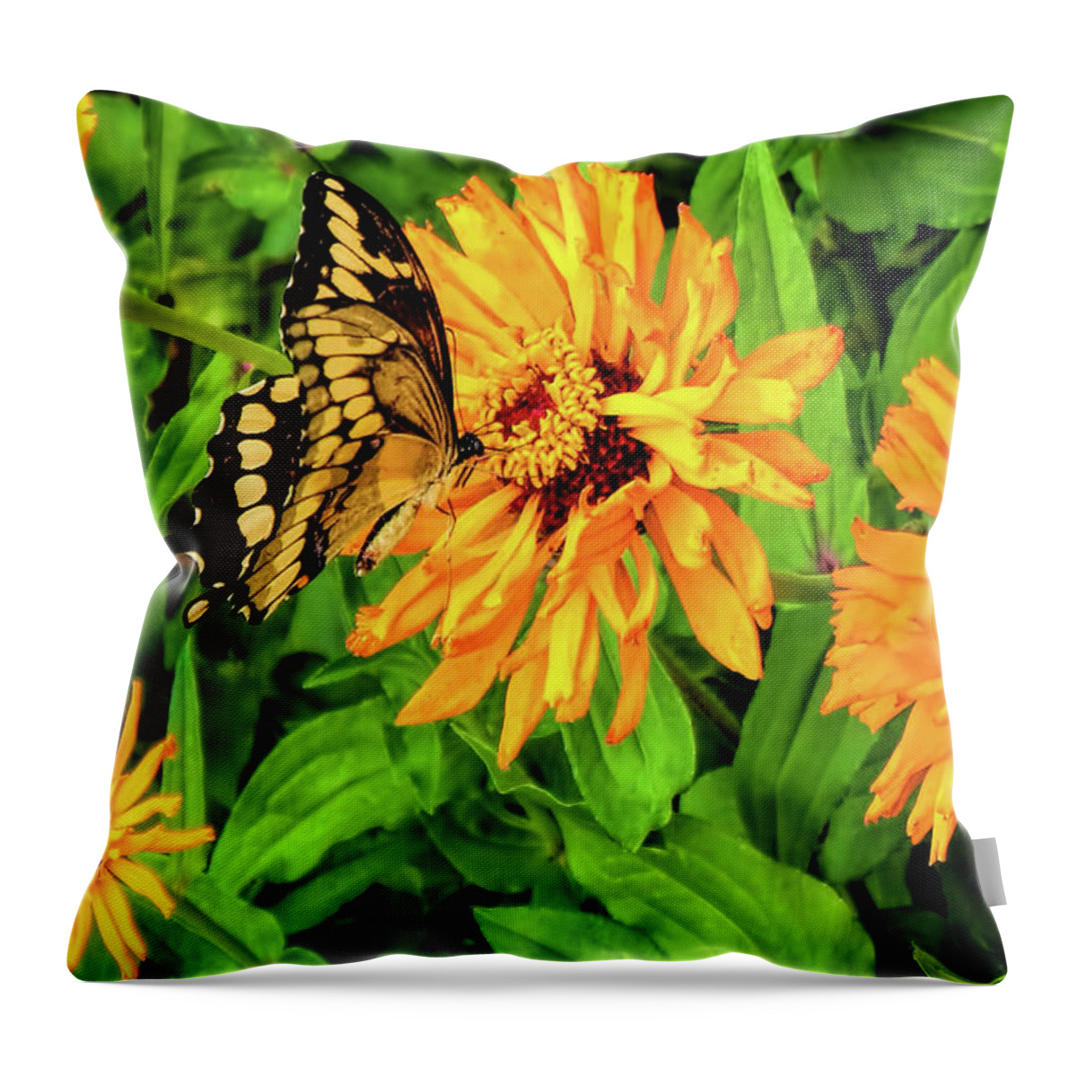 Butterfly Throw Pillow featuring the photograph Flowers and Butterflies by Pat Cook