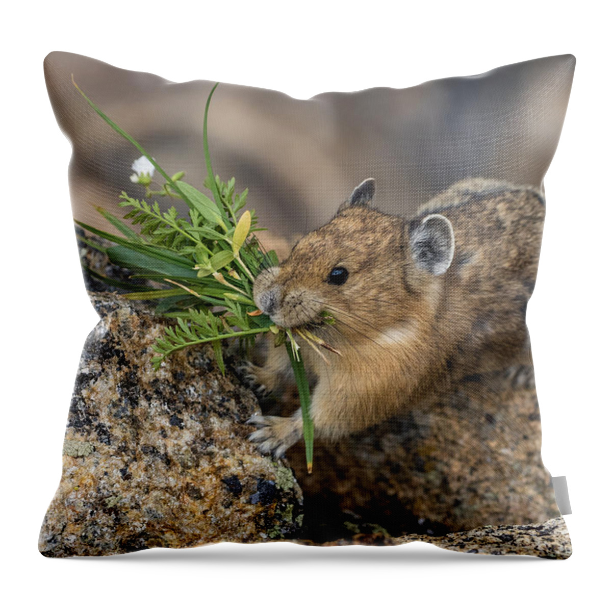 Pika Throw Pillow featuring the photograph Flowers For You by Mindy Musick King