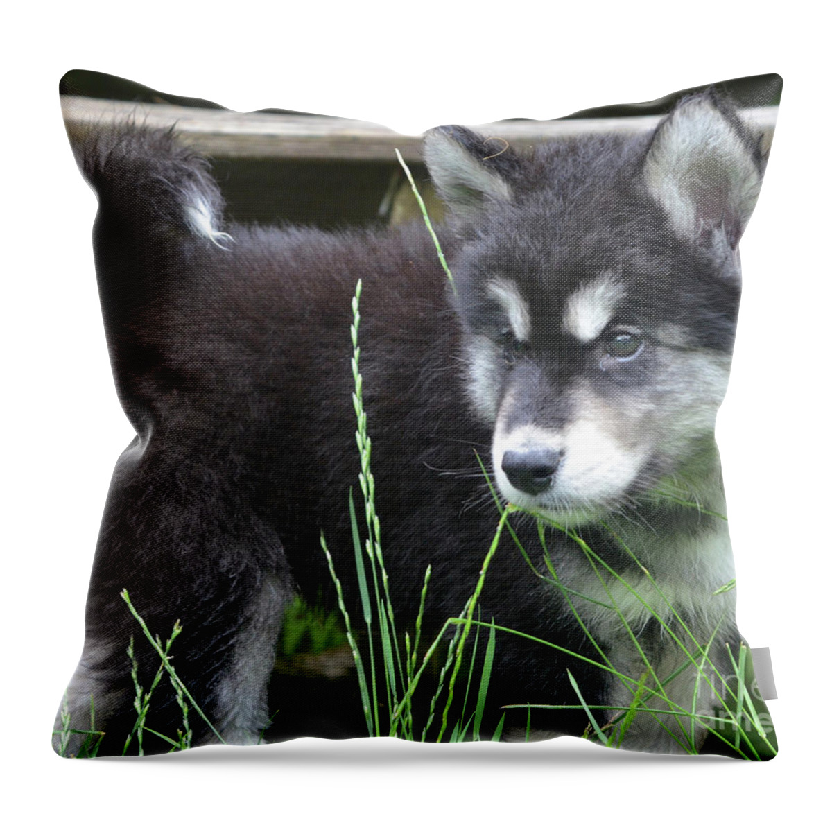 Alusky Throw Pillow featuring the photograph Fluffy and Furry Alusky Puppy Dog Looking through Tall Grass by DejaVu Designs