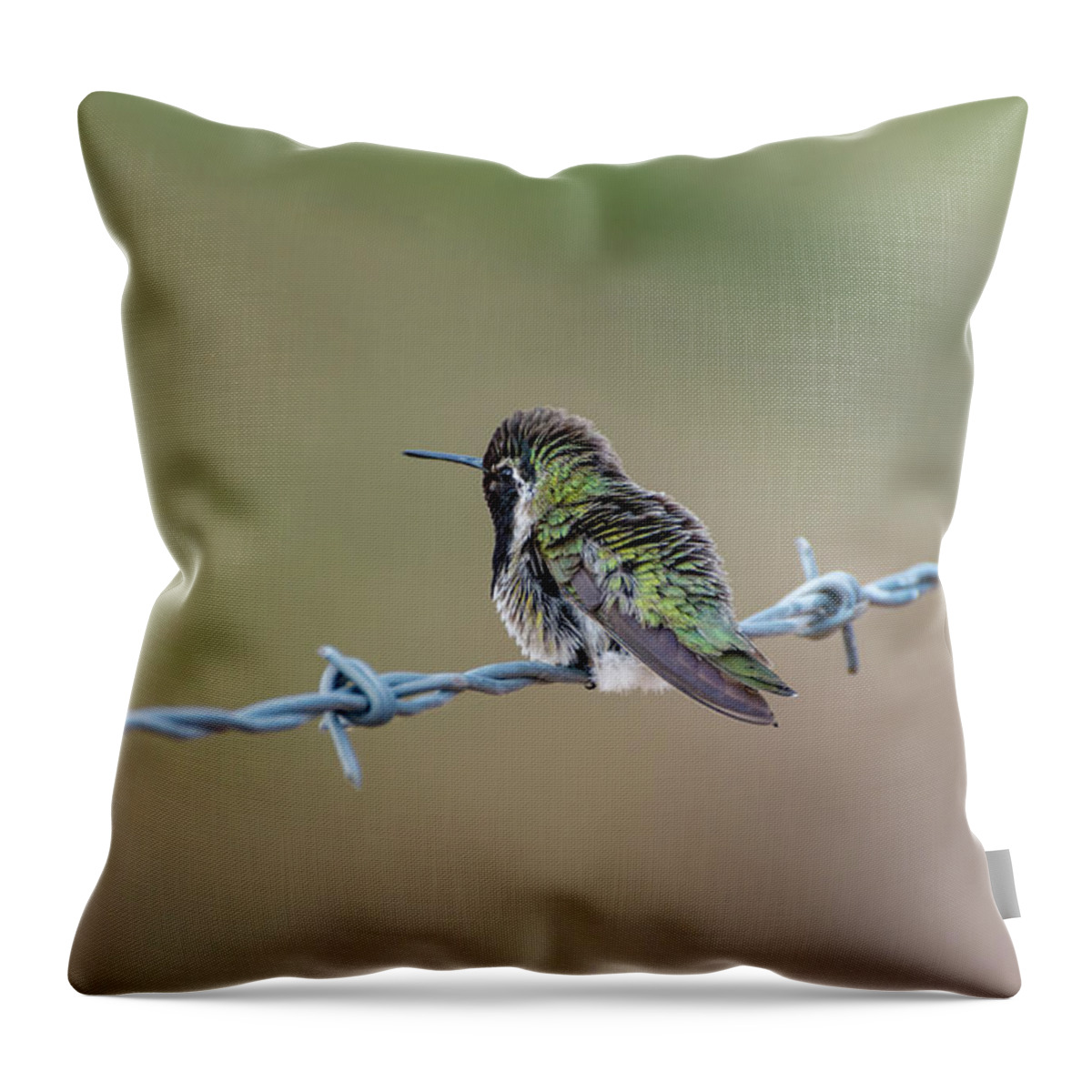 Nature Throw Pillow featuring the photograph Fluffy Hummingbird by Douglas Killourie