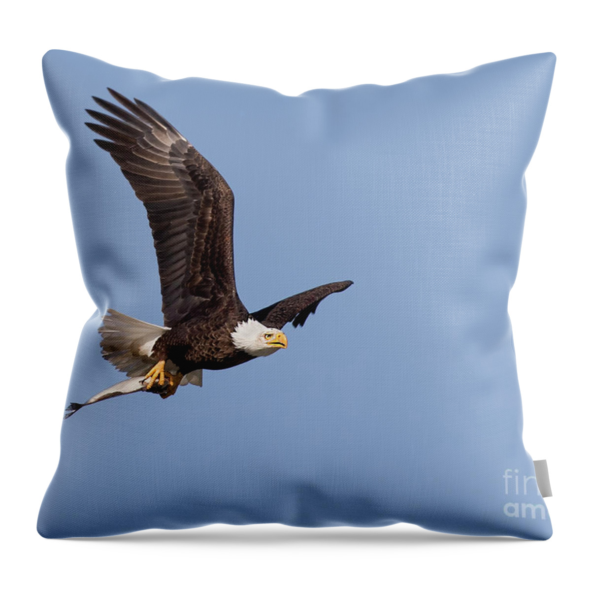 Bald Eagle Throw Pillow featuring the photograph Flying Fish by Art Cole