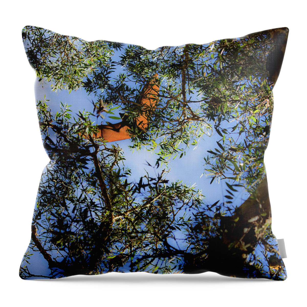 Grey Headed Throw Pillow featuring the photograph Flying Fox Is Flying by Miroslava Jurcik