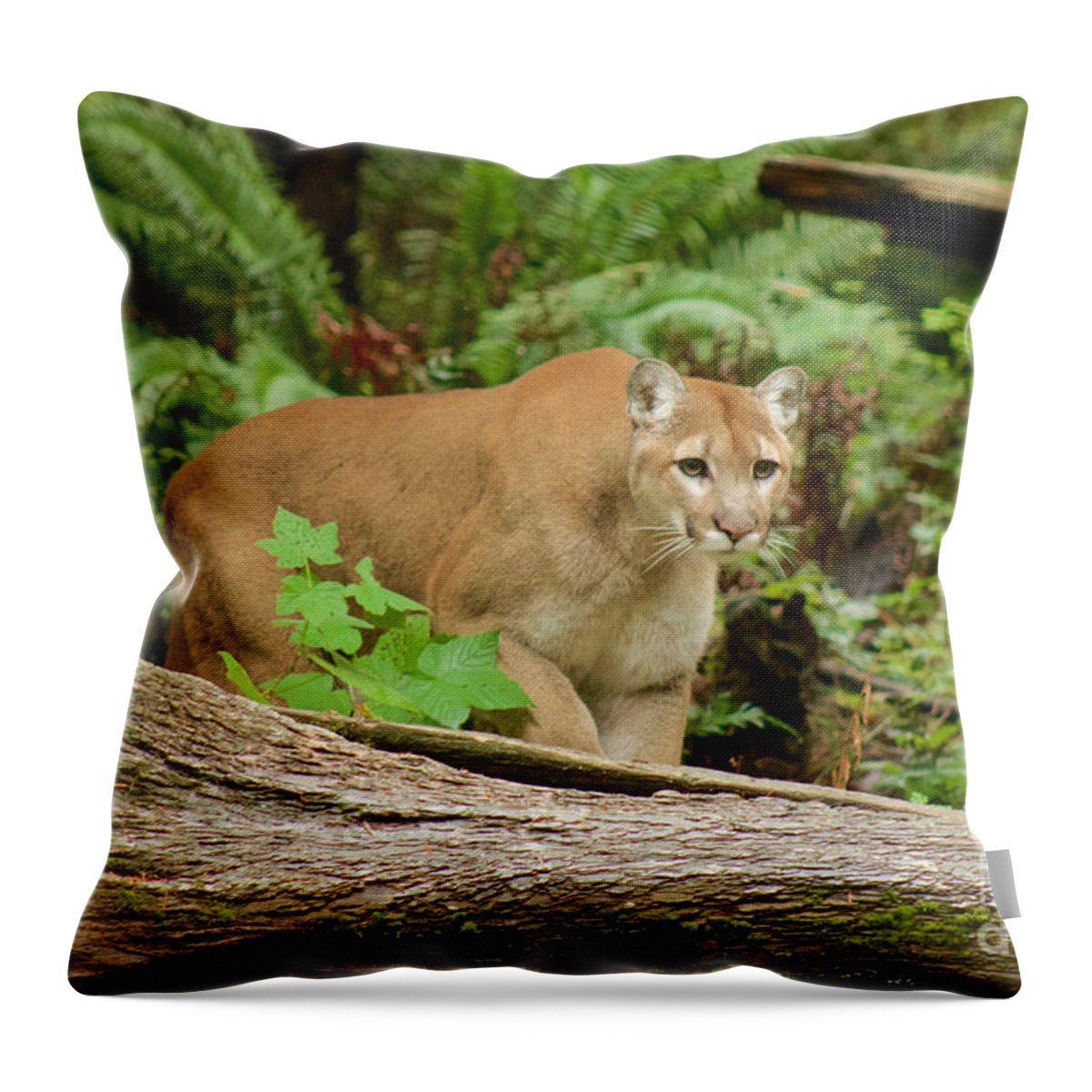 Photography Throw Pillow featuring the photograph Focal Point by Sean Griffin