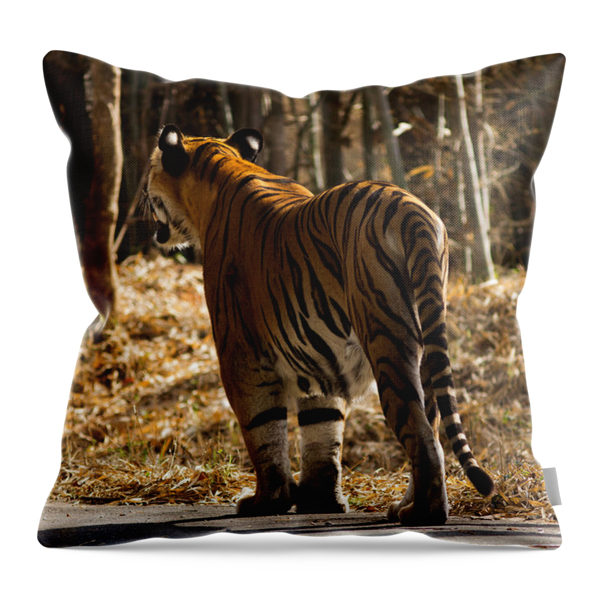 Tiger Throw Pillow featuring the photograph Focused by Ramabhadran Thirupattur