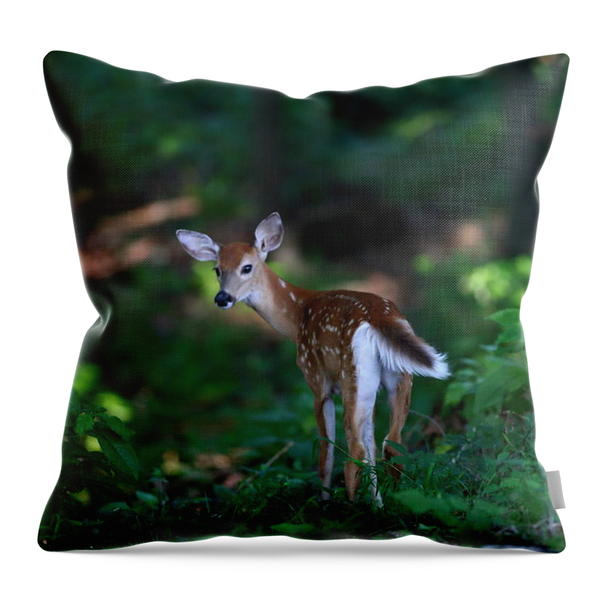 Fawn Throw Pillow featuring the photograph Follow Me by Kevin Craft