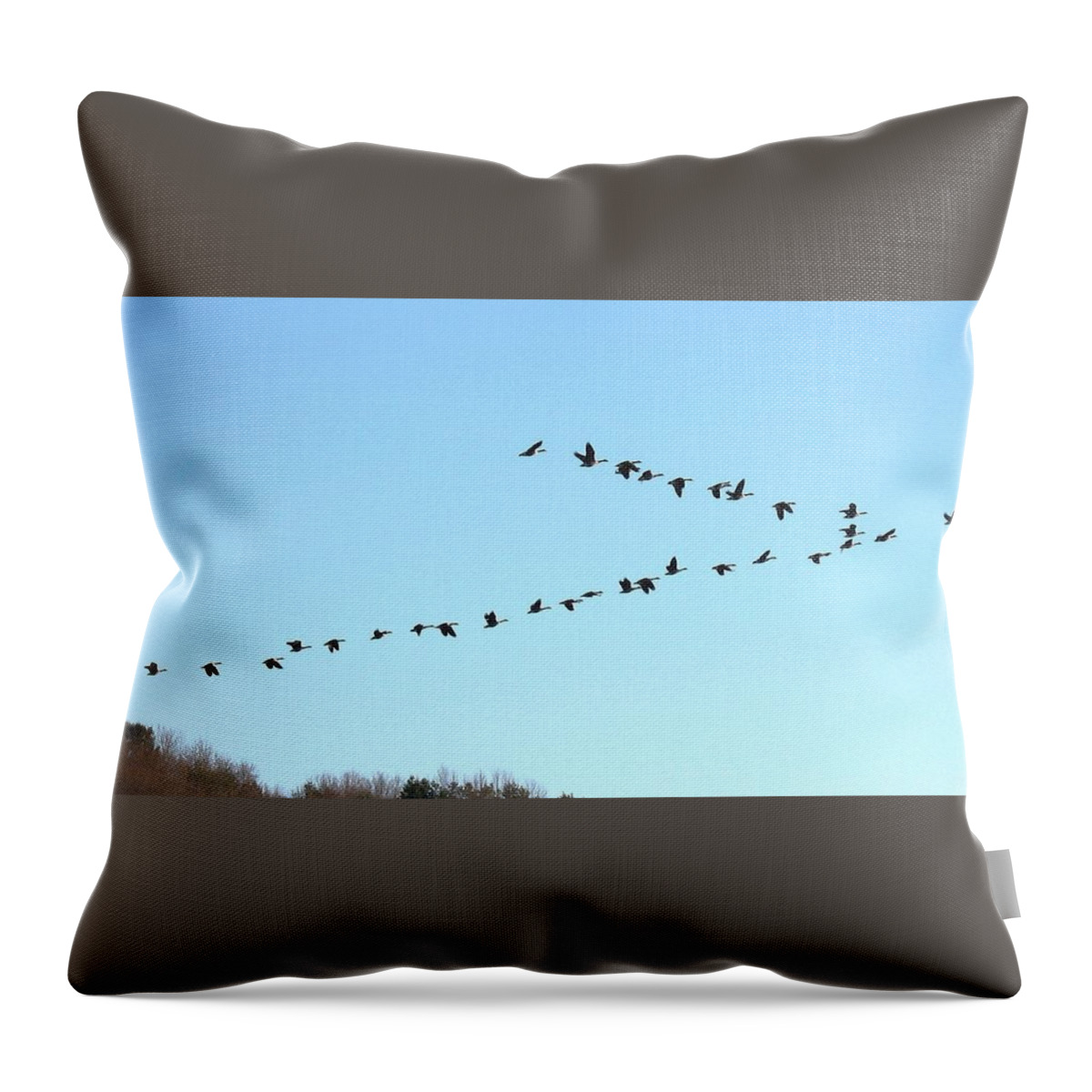 Birds Throw Pillow featuring the photograph Follow the Leader by Ed Smith