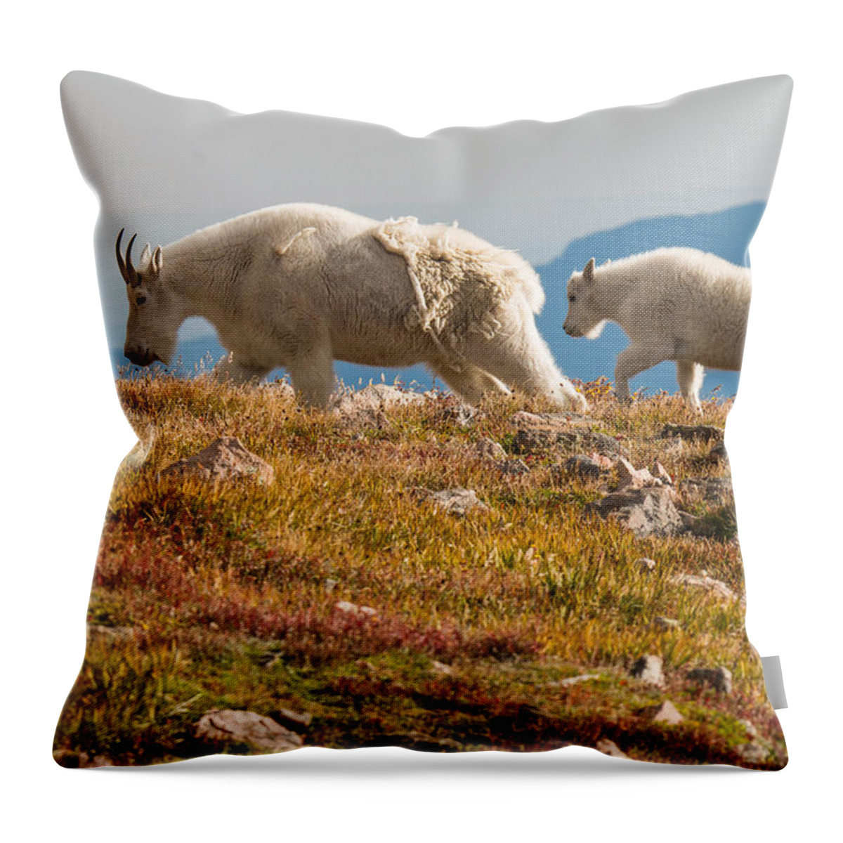Wildlife Throw Pillow featuring the photograph Following in dad's footsteps by Tony Hake