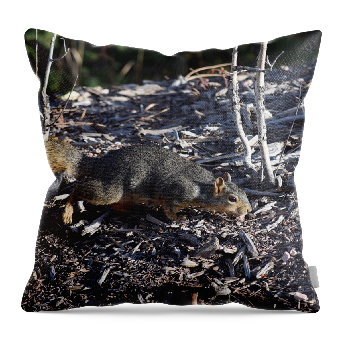 Animal Throw Pillow featuring the photograph Squirrel PPRH Woodland Park CO by Margarethe Binkley