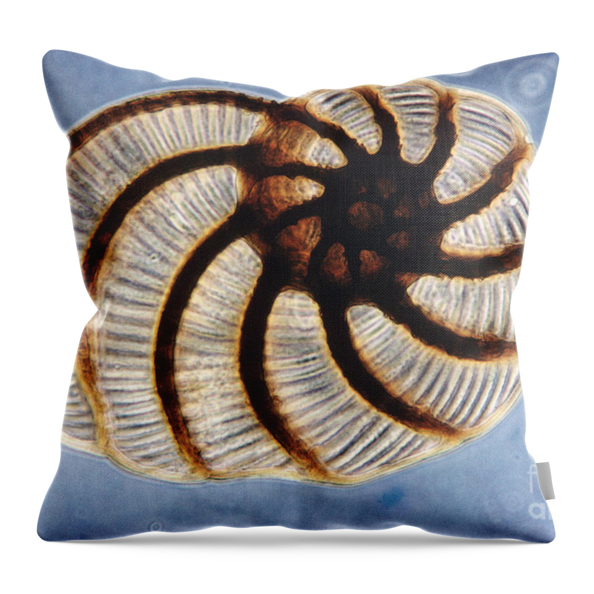 Micrograph Throw Pillow featuring the photograph Foraminifera by Eric V. Grave