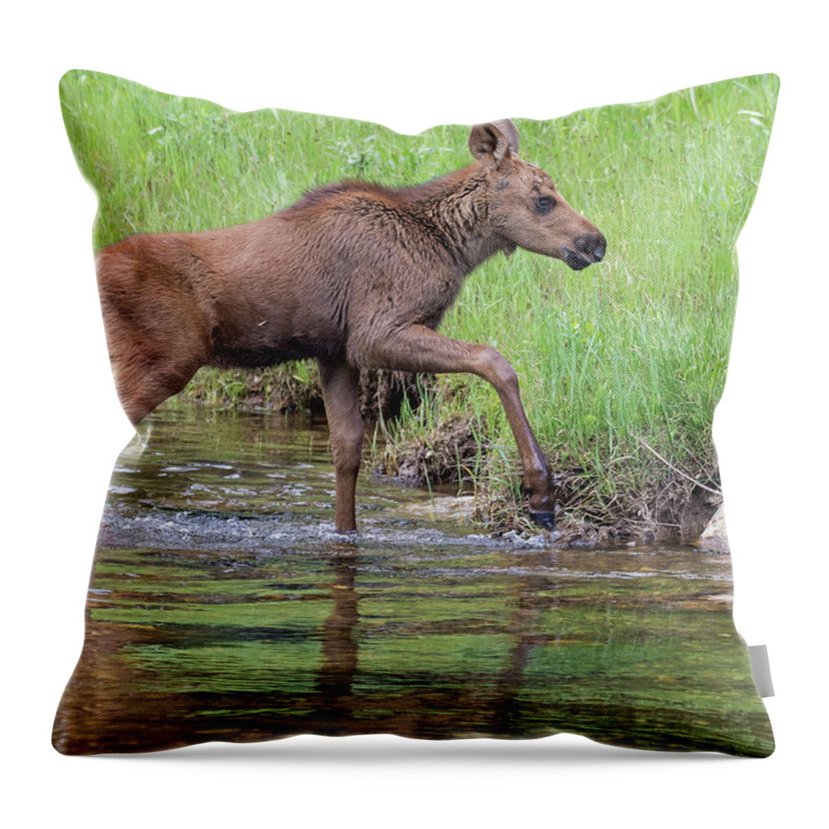 Moose Calf Throw Pillow featuring the photograph Fording the Colorado River by Mindy Musick King