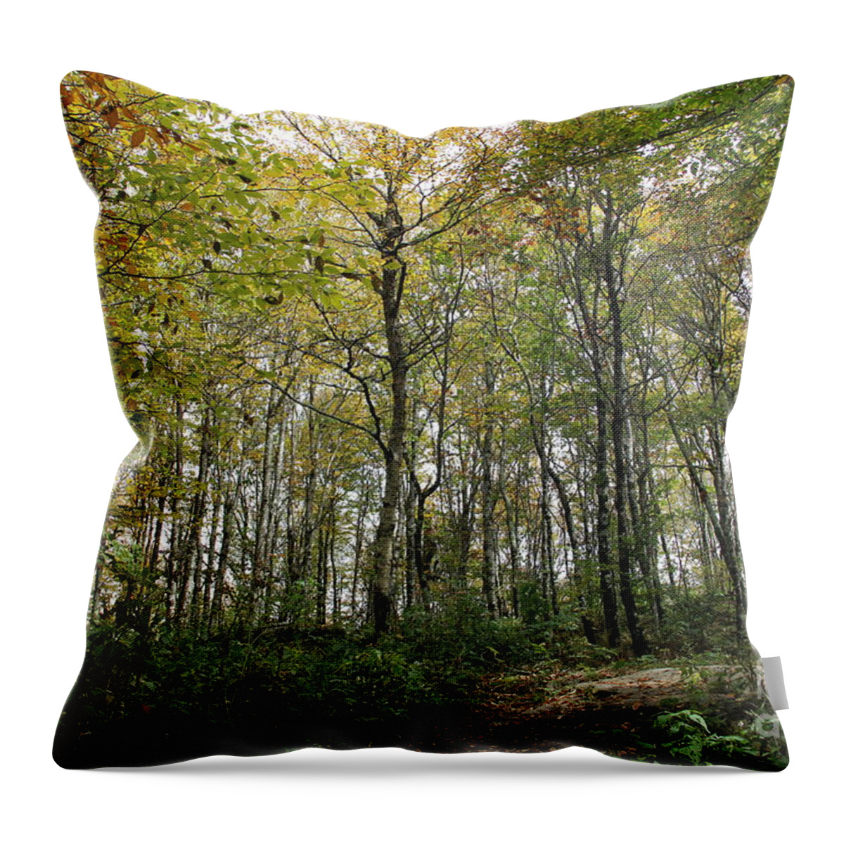 Forest Throw Pillow featuring the photograph Forest Canopy by Allen Nice-Webb