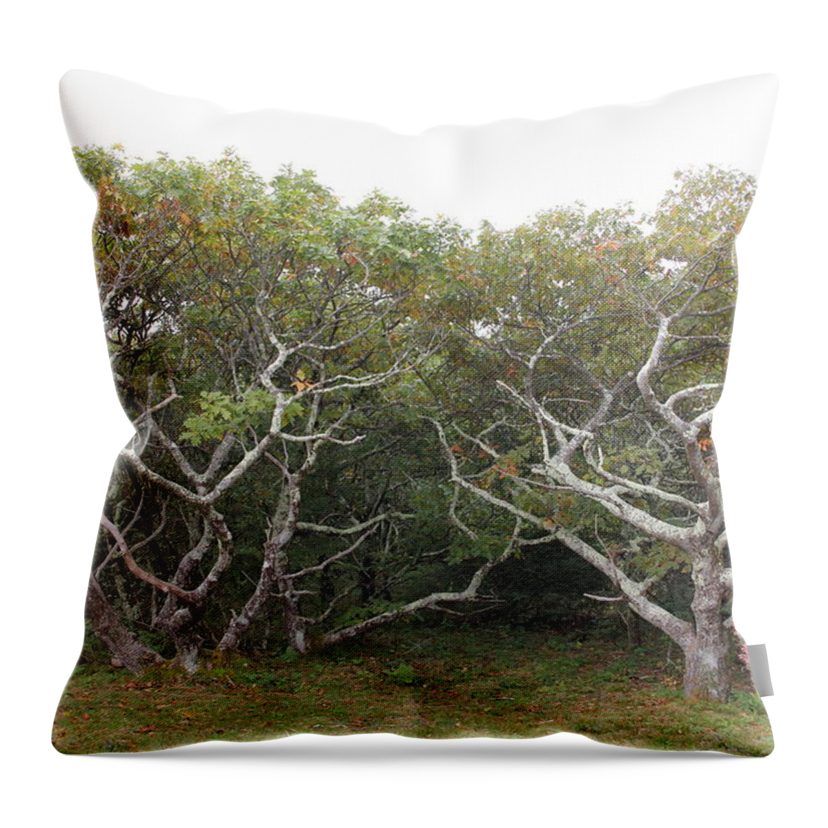 Mountains Throw Pillow featuring the photograph Forest Entry by Allen Nice-Webb