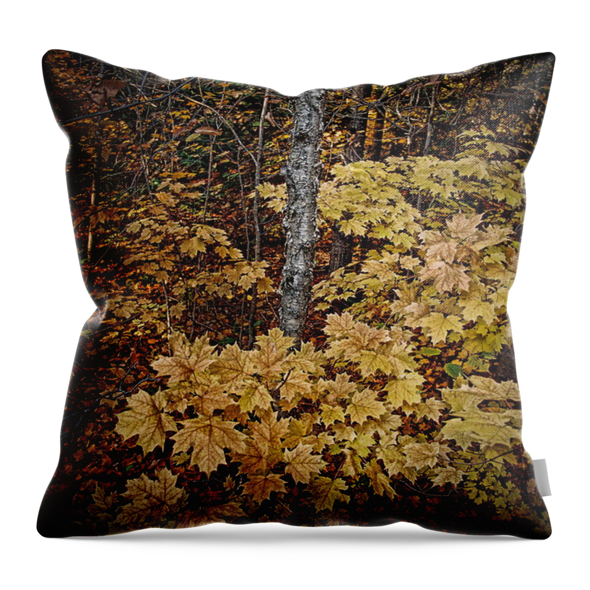 Forest Throw Pillow featuring the photograph Forest Floor by Ron Weathers