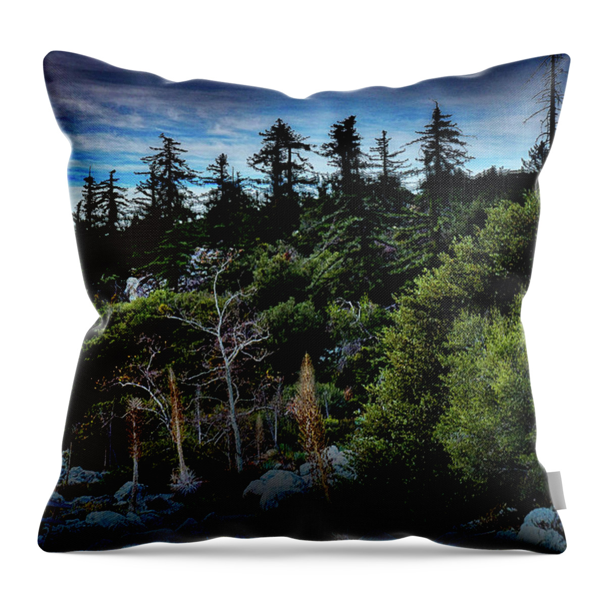 Forest Throw Pillow featuring the photograph Forest For The Trees by Joseph Hollingsworth