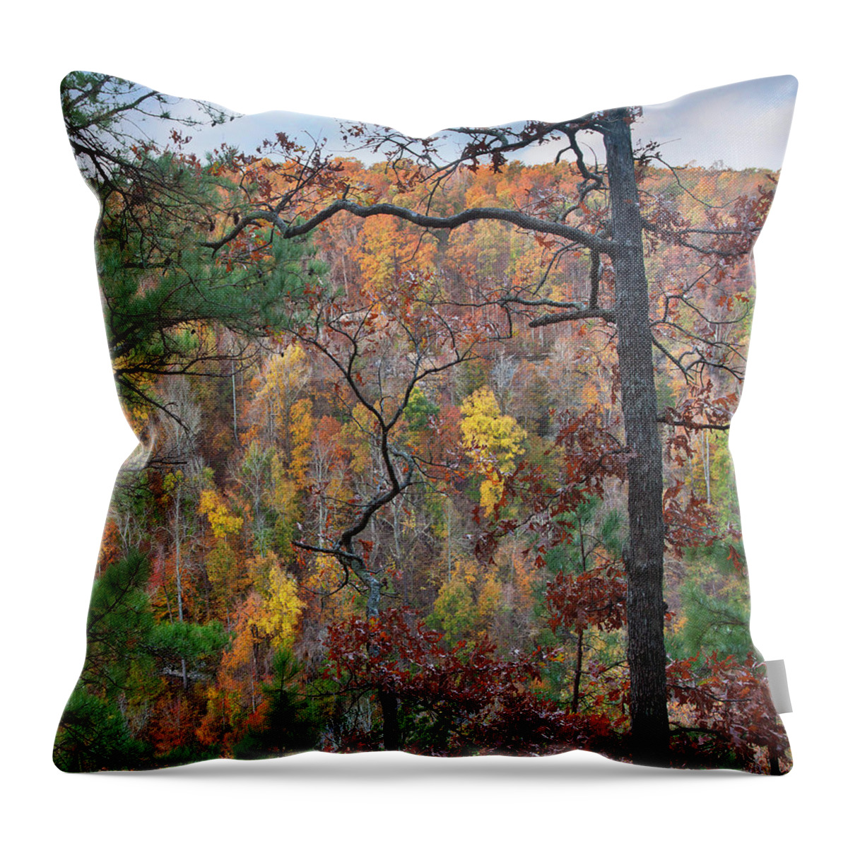 Autumn Throw Pillow featuring the photograph Forest by Tim Fitzharris