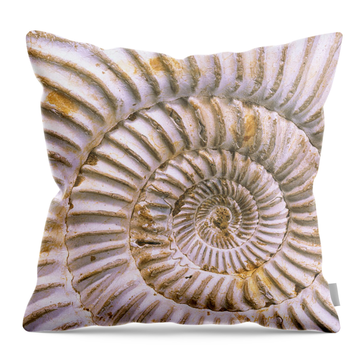 Mp Throw Pillow featuring the photograph Fossil Of Ammonite, Madagascar by Pete Oxford