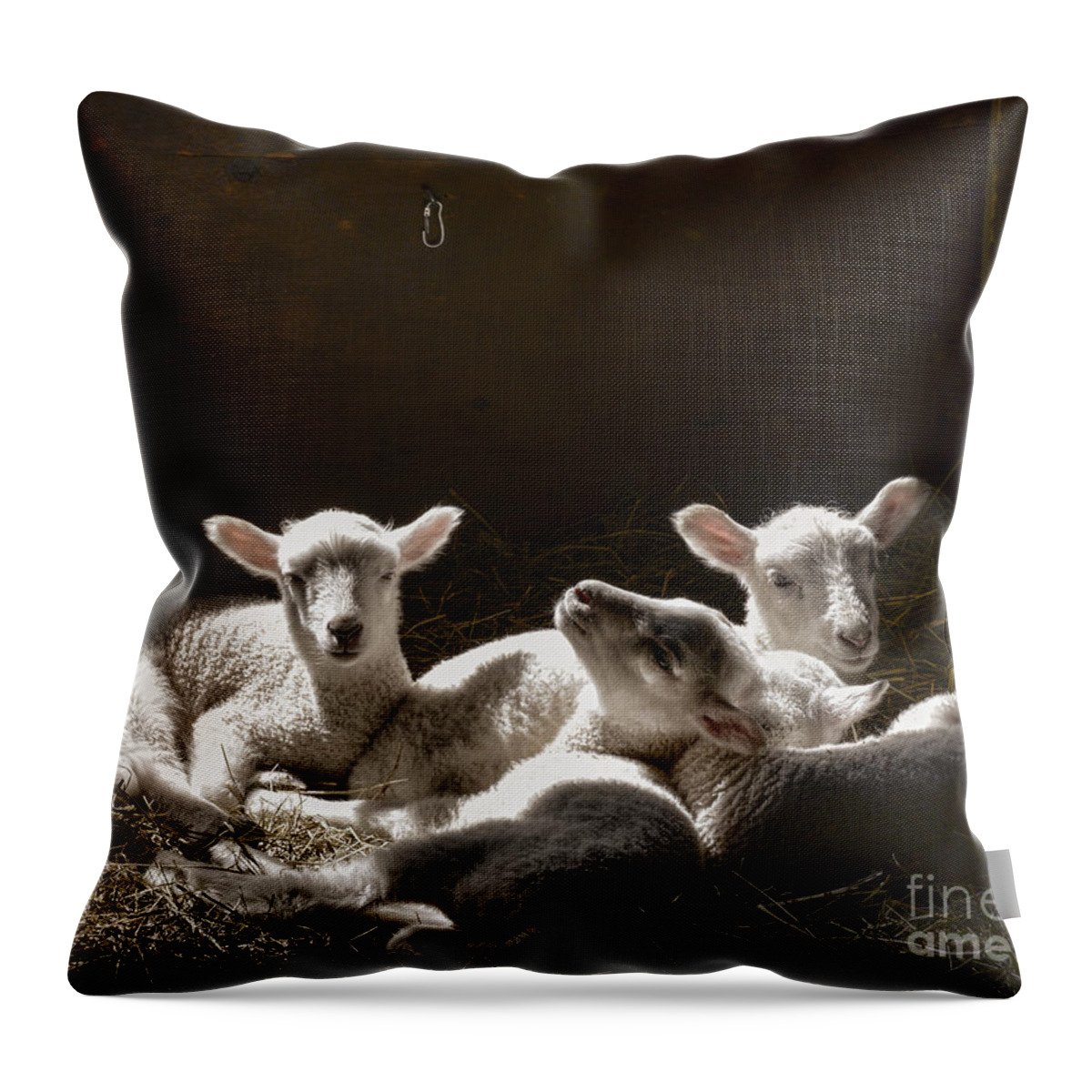 Lambs Throw Pillow featuring the photograph Four Lambs by Alana Ranney