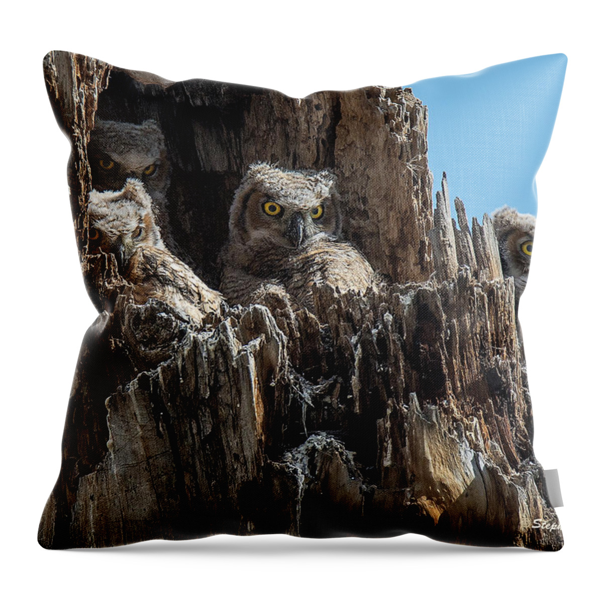 Great Horned Owls Throw Pillow featuring the photograph Four Owlets in a Tree Stump by Stephen Johnson