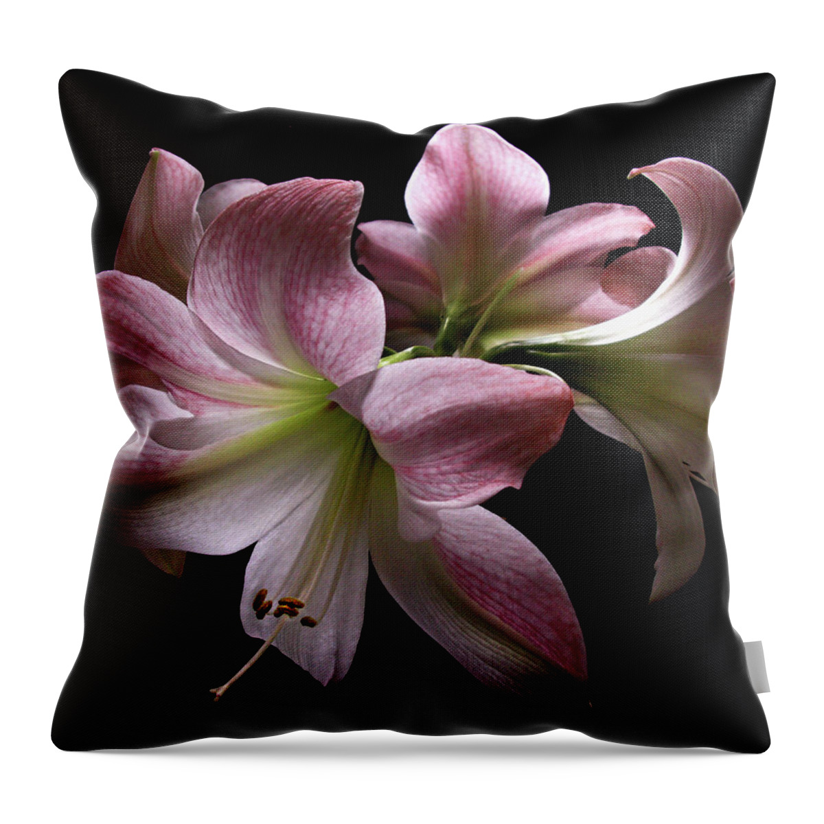 Holiday Throw Pillow featuring the photograph Four Pink Amaryllis Blooms by Nancy Griswold