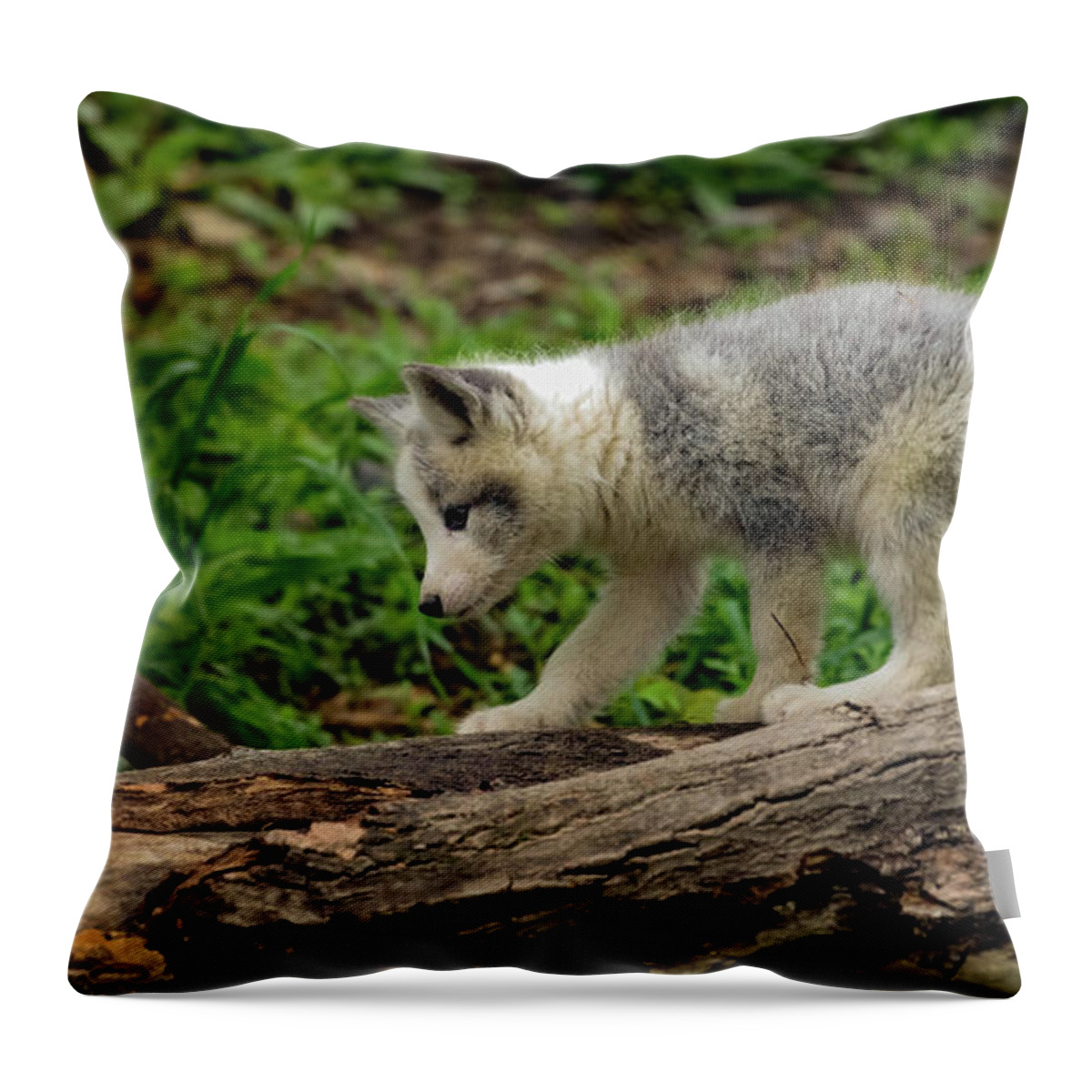 Fox Cub Throw Pillow featuring the photograph Fox cub exploring by Sam Rino