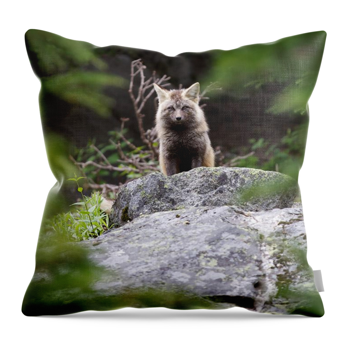 Fox Throw Pillow featuring the photograph Foxy by Dillon Kalkhurst