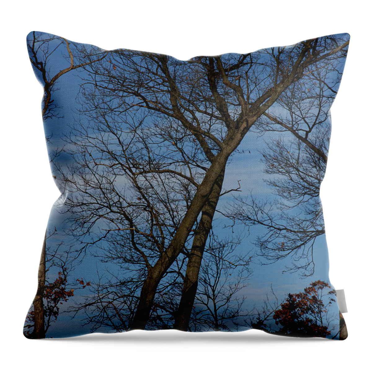 Woodland Throw Pillow featuring the photograph Framed In Oak - 2 by Linda Shafer