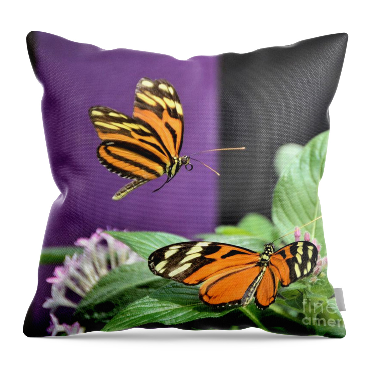 Butterflies Throw Pillow featuring the photograph Freeze Frame by Kathy Kelly