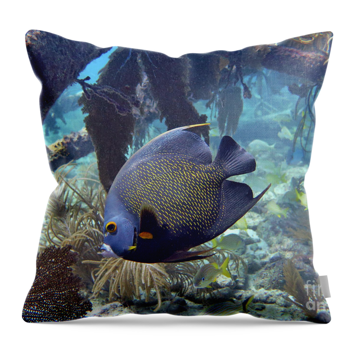 Underwater Throw Pillow featuring the photograph French Angelfish 2 by Daryl Duda