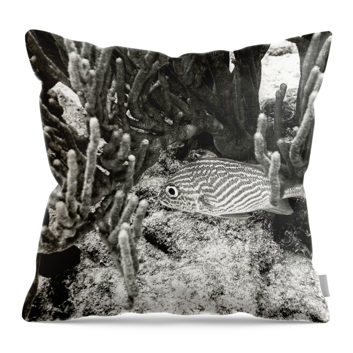 French Grunt Throw Pillow featuring the photograph French Grunt Under Corals by Perla Copernik