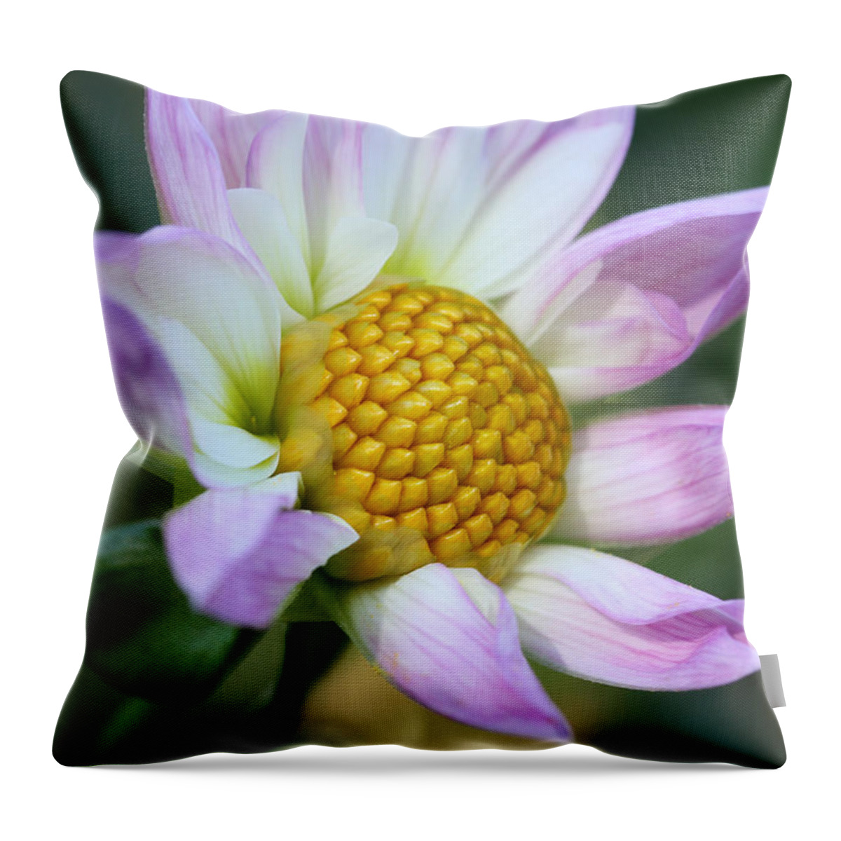 Connie Handscomb Throw Pillow featuring the photograph Fresh As A Dahlia by Connie Handscomb