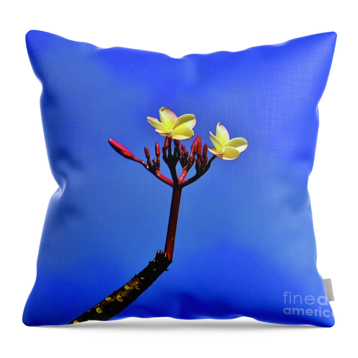 Plumaria Throw Pillow featuring the photograph Fresh Growth Two by Craig Wood