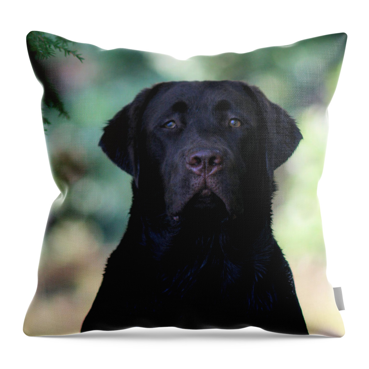Animal Throw Pillow featuring the photograph Friendly Black Lab by Sandra Huston