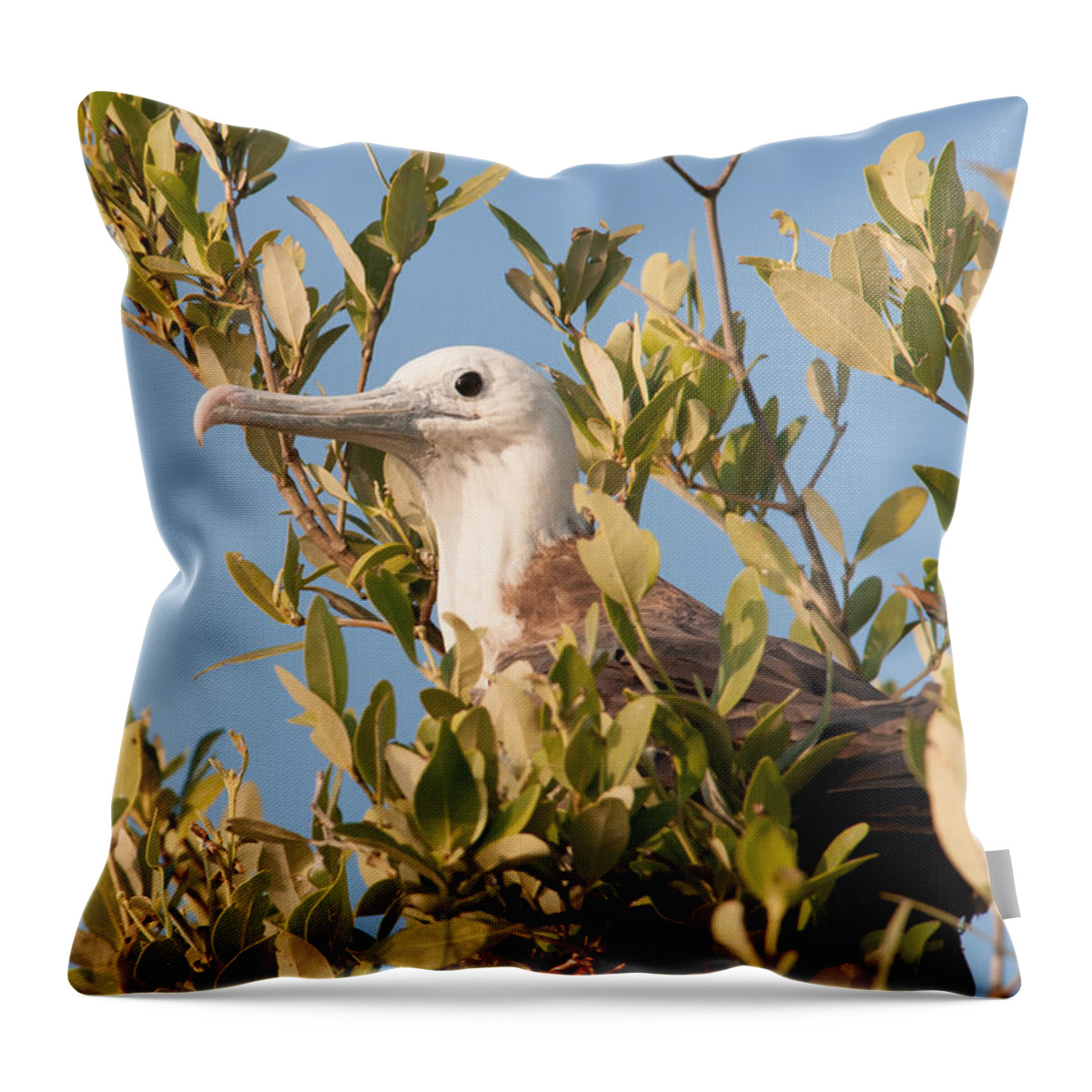 Mexico Quintana Roo Throw Pillow featuring the digital art Frigate at Sian Ka'an Biosphere by Carol Ailles